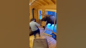 A Moose Breaks Into a Cabin and Causes Chaos! 😳🦌 #sora