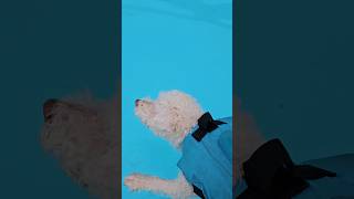 생애 첫 수영 시도 실패한 도담이