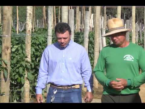 Vídeo: Requisitos Para As Condições De Cultivo De Pimentão