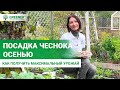 Посадка чеснока осенью. СКАЖИТЕ НЕТ ДЕФИЦИТУ ЧЕСНОКА!