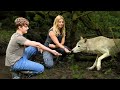 Why wolves hate men  not women