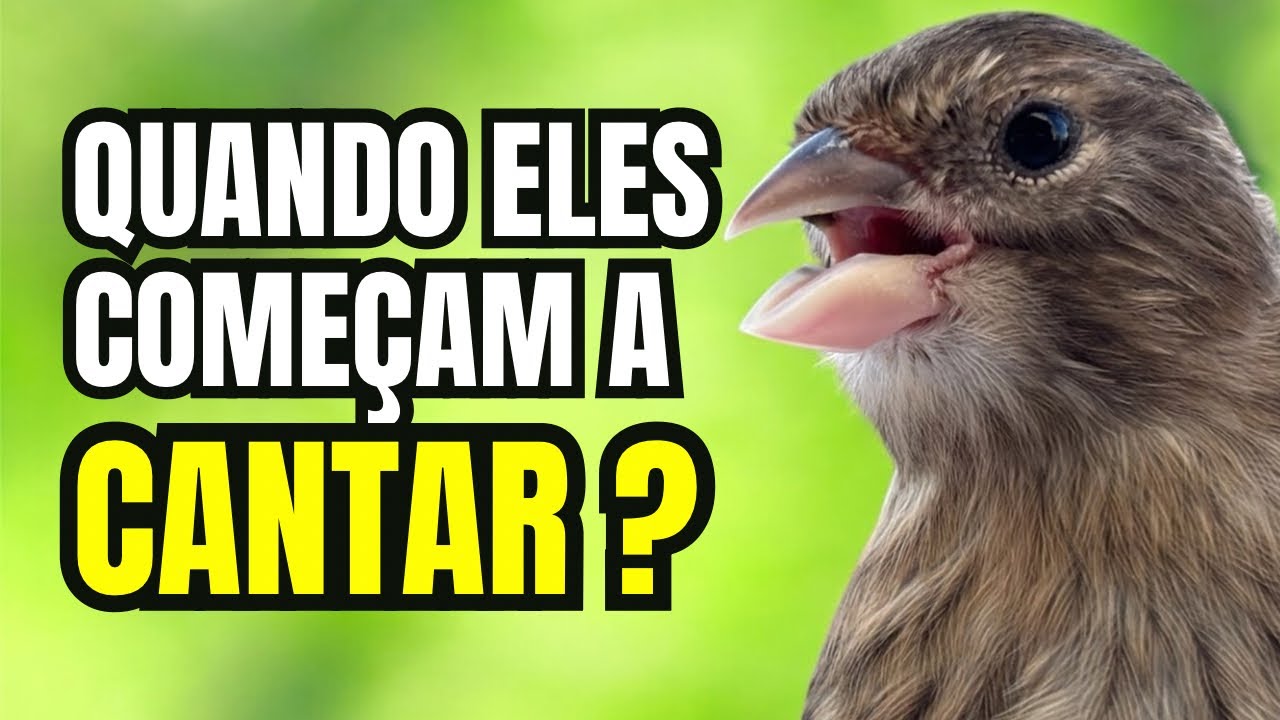 Quando os CANÁRIOS começam a CANTAR? IMPERADOR, 1º filhote do CAPATAZ 