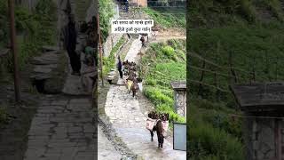 #travel #old remember # load carrying by mule in Nepal 🇳🇵 || day my vlogs
