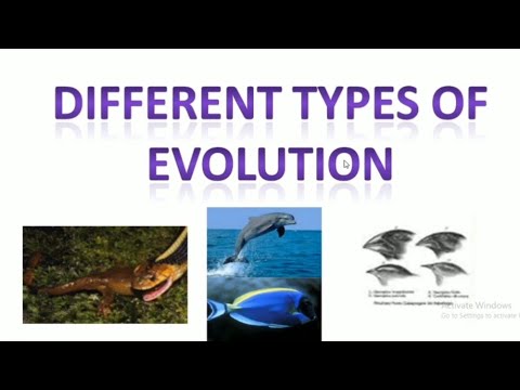 Types of Evolution - YouTube