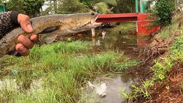 Câu cá lóc sau cơn mưa lớn / nguyễn sang tv #36