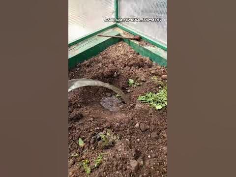 ЧЕМ ЗАПОЛНИТЬ ЛУНКУ ПРИ ВЫСАДКЕ ОГУРЦОВ📍Заказать семена можно ВКонтакте ...