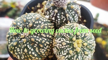Hướng dẫn tách và gieo hạt xương rồng Asterias Nudum - How to growing cactus from seed