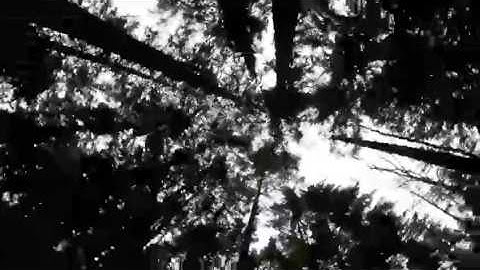 Ironmitt RC RR 10 BOMBER vs WRAITH-Trail