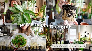 🌿 3 days of plant chores 🌿 mealybugs, bakeri seedling update, fertilizing, + very root bound repots!