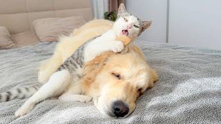 This Kitten Chose the WRONG Golden Retriever to Annoy!!