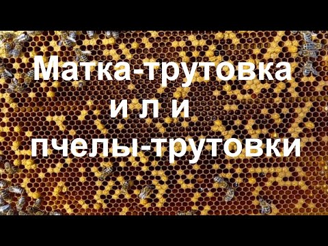 Как узнать в семье пчел матка трутовка или пчелы трутовки