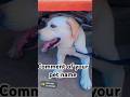 Dog#lover#video#Bholu#the# Labradog#fubby#video#