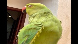 Ringneck parrot enjoys rain