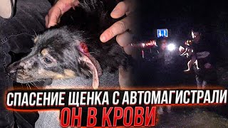 Щенка с кровавыми ушами😱 выкинули на Автомагистрали.