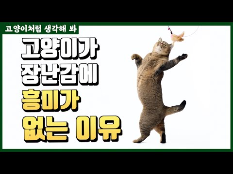 고양이가 놀이에 흥미가 없는 이유 !!