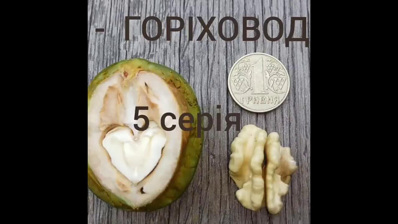 Грецкий орех Идеал, Кочерженко, Яцек, Иван Багряный. Фундук. - YouTube