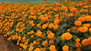 Kesar orange( Vokkal seeds) Ball type Flower  Jagan Nursery Shoolagiri 9566822789