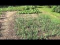 Hobby Farm. This Years Garden. Update. Veggies, Rabbits, Pigs and Weather.