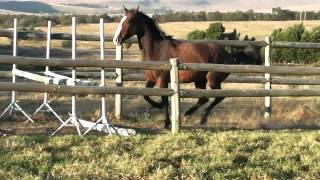 Download Lagu Africa's Wapino for Sale MP3