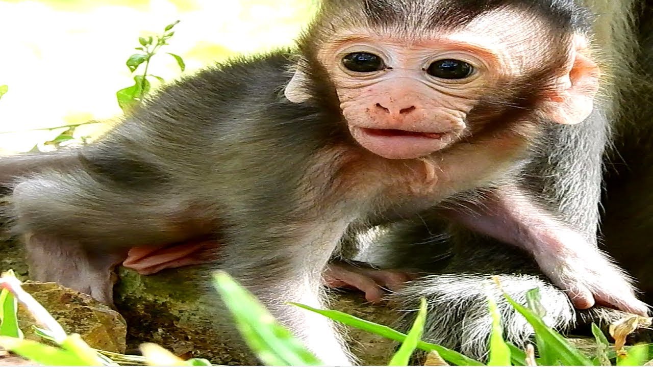 Wow Very Nasty Baby Monkey . New Update On Baby Monkey Daily - YouTube