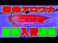 この赤さはエグイ！激赤アロワナ＆最新入荷個体がヤバすぎた！