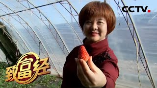 《致富经》都市女人乡村创富 IT精英的华丽蜕变 20200507 | CCTV农业