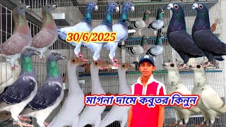 মাগনা নামে কবুতর কিনুন, হাবিব ভাই এর খামার থেকে,#Habib#pigeon#loved