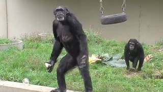 チンパンジー 敬老の日にごちそう〜Common Chimpanzee