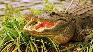 Unidentified Song | Alligator [Incomplete]