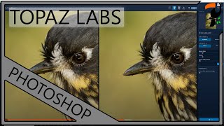 Topaz Denoise AI For Nature Photographers