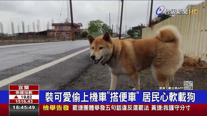 萌翻!柴犬街頭跳上車 騎士被迫載兜風 - 天天要聞