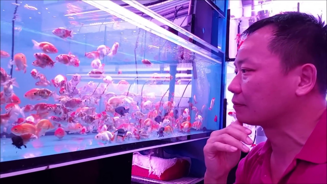 LIOW VIDEO: Revisit Rainbow Aquarium 财红水族馆 (Serangoon North)