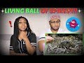 Brave Wilderness "LIVING BALL OF SPIKES!" REACTION!!!