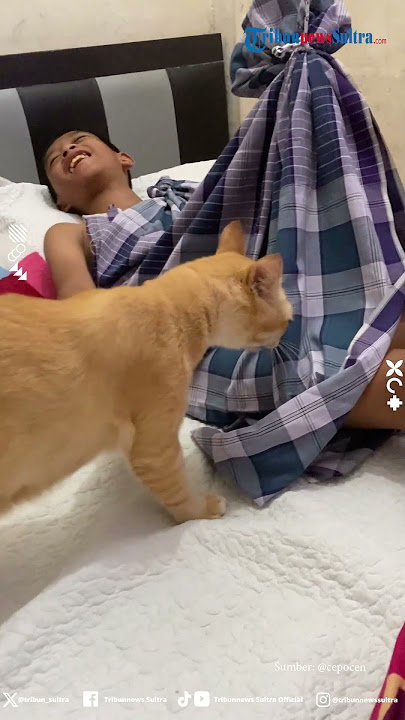 Aksi Seekor Kucing Hampir Bocil yang Habis Disunat Ini Bikin Ketar-ketir, Ngeri Tiba-tiba Nyentuh
