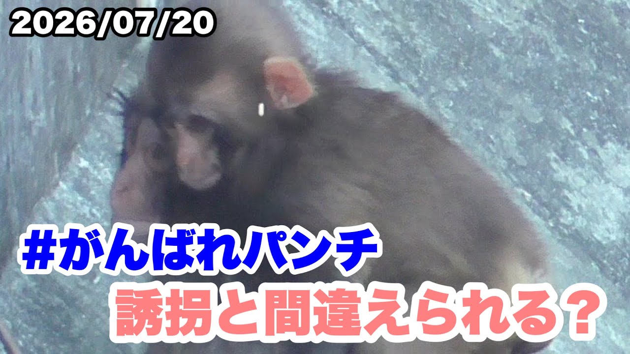 7/20午前 パンチくんが赤ちゃんを誘拐？（Did Punch-kun kidnap a baby