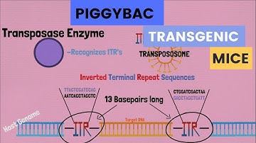 The PiggyBAC Transposon: Generating Transgenic Mice with Consistent Expression
