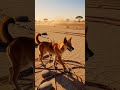 🐕📡The Dingo &amp; The Forgotten Outback Telegraph Station📡🐕‼️