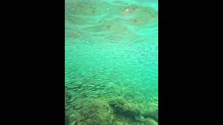 Roundherring Or Piha