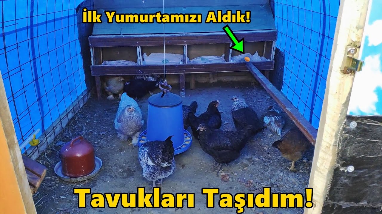 Yeni Kümeste İlk Yumurta!/