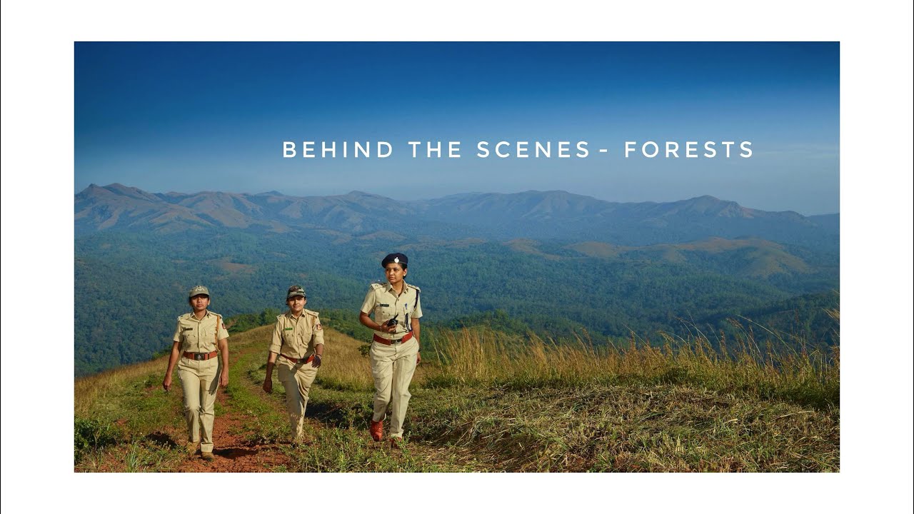 Forests - Behind the scenes.