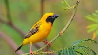 SUARA BURUNG MANYAR GACOR COCOK UNTUK PANCINGAN DENGAN SUARA AIR MENGALIR