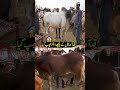 Anchor Hides Behind a Giant Bull | Discover Pakistan shorts