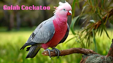 Galah Cockatoo | Animated | Wildlife Documentary | Informative #biography#wildbirds#seaanimals