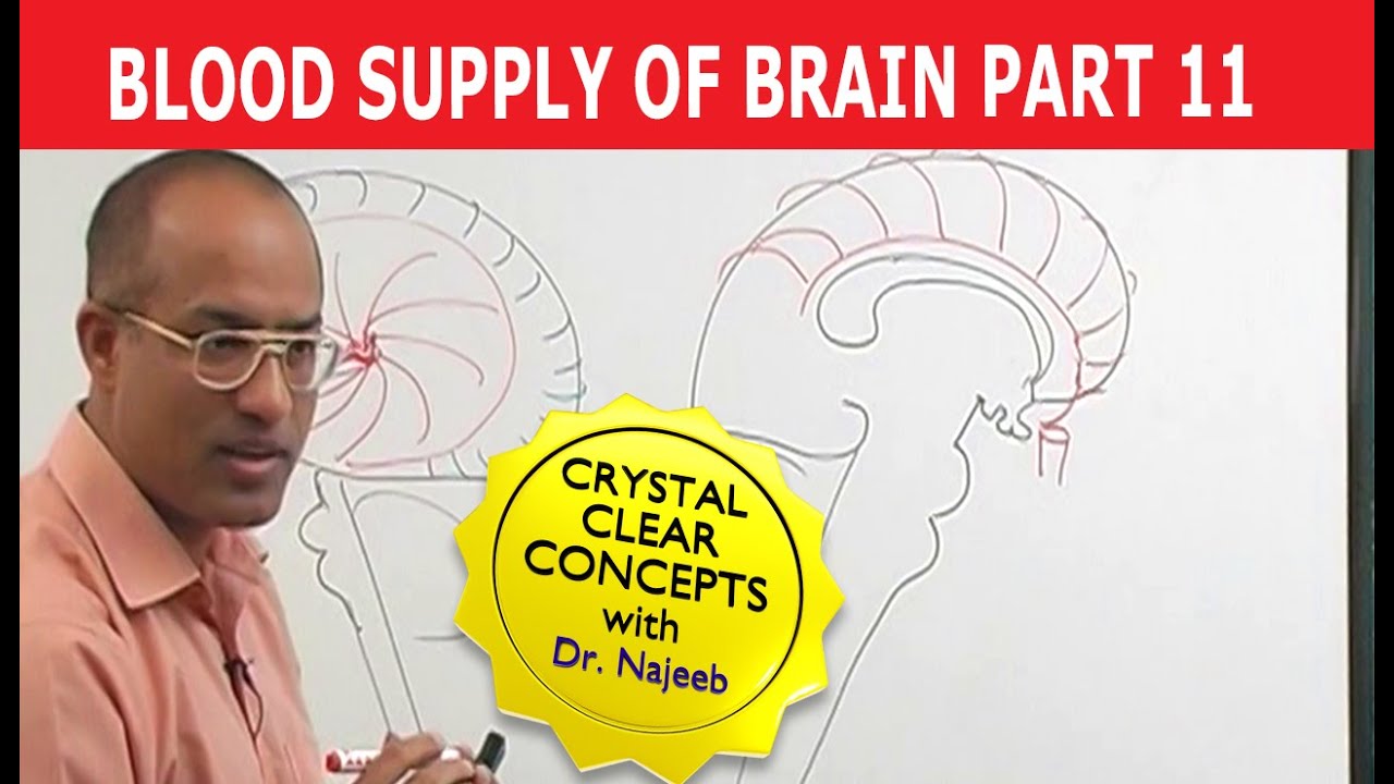 Blood Supply of Brain | Circle of Willis | Part 11/11