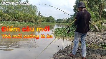 Điểm câu cá tra sông mới để mồi xuống là ăn lia lịa không kịp bóp mồi