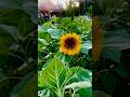 Life in the countryside: My sunflower growing from seed to bloom #Sunflower #shorts
