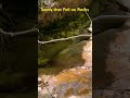 Seeds that Fell on Rocks! EDWIN WILLIAMS sci res. EJW sci res. #youtubeshorts, @edwinwilliams7767