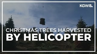 Tree farm in Salem uses helicopter to harvest Christmas trees