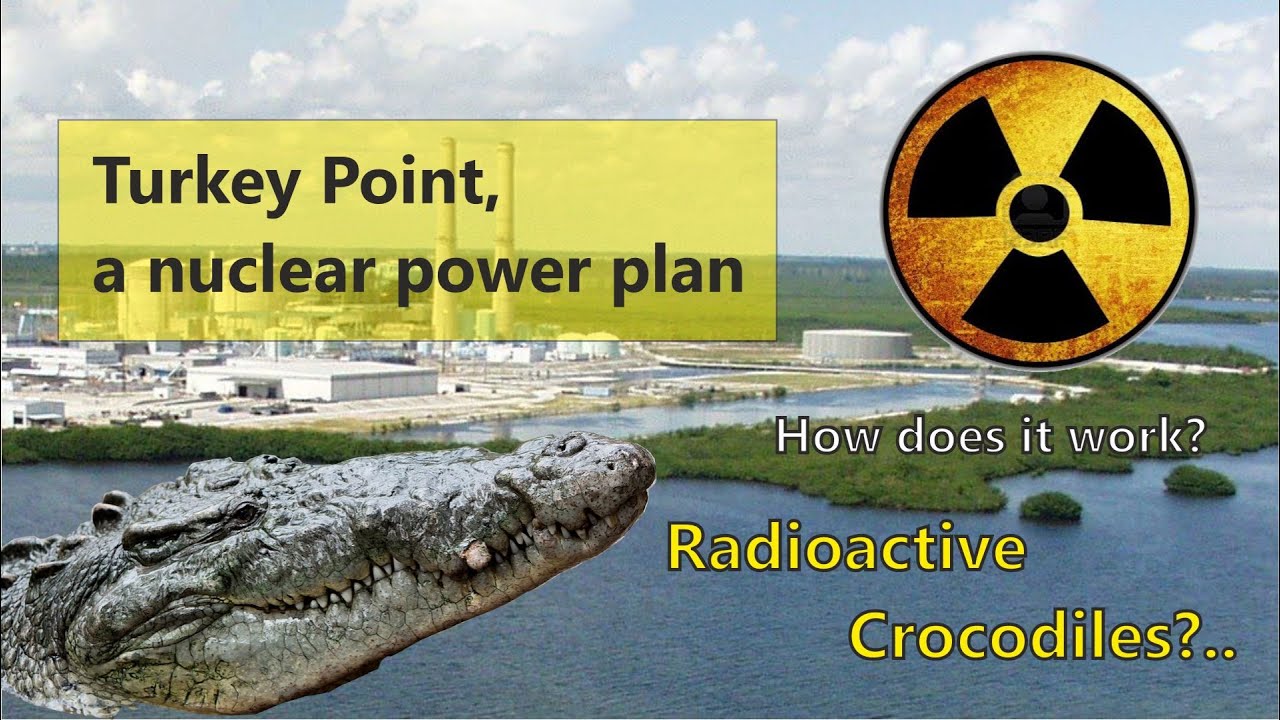🌿🐊⚛️Nuclear Power Plant Turns Into a Crocodile Haven! ⚛️🐊🌿