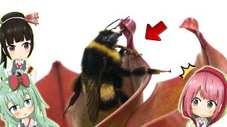 【検証】巨大な蜂 VS 毒を持つ食虫植物!?エゾオオマルハナバチがヘリアンフォラの蜜を舐めるか検証してみた結果【食虫植物TV】